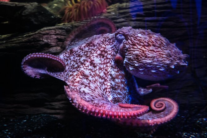 SEA LIFE Birmingham Admission Ticket - Price and value: is $26.05 per person worth it?