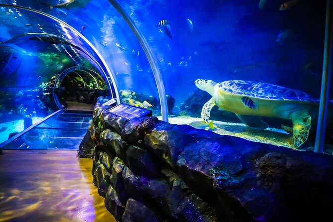 SEA LIFE Birmingham Admission Ticket - Gentoo penguins: cheeky, crowd-pleasing, and good for kids