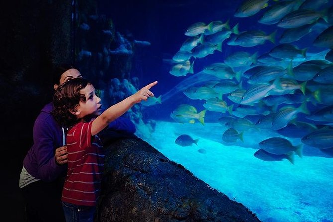 SEA LIFE Blackpool Admission Ticket - Quayside area and the big fish lineup