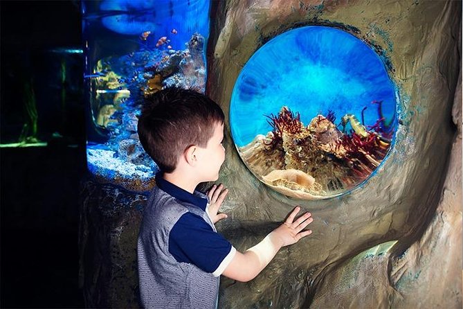 SEA LIFE Blackpool Admission Ticket - Seahorse Kingdom: endangered breeding focus, tropical fish around it