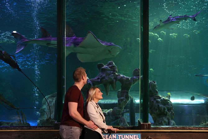 SEA LIFE Blackpool Admission Ticket - Jungle walk-through: entertaining, and a reminder that not all are friendly