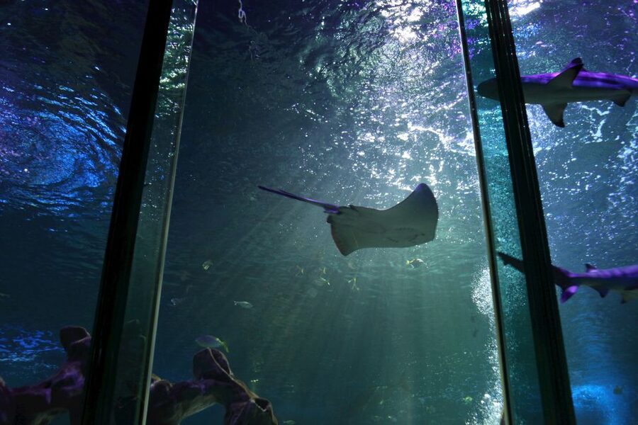 SEA LIFE Blackpool Entrance Ticket - The underwater tunnel, where sharks swim overhead