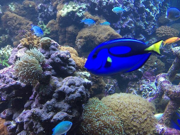 SEA LIFE Brighton Admission Ticket - Key highlights worth knowing