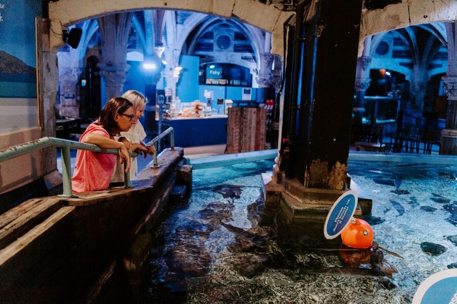 Sea Life Brighton Admission Ticket - Price and value for a one-day SEA LIFE ticket