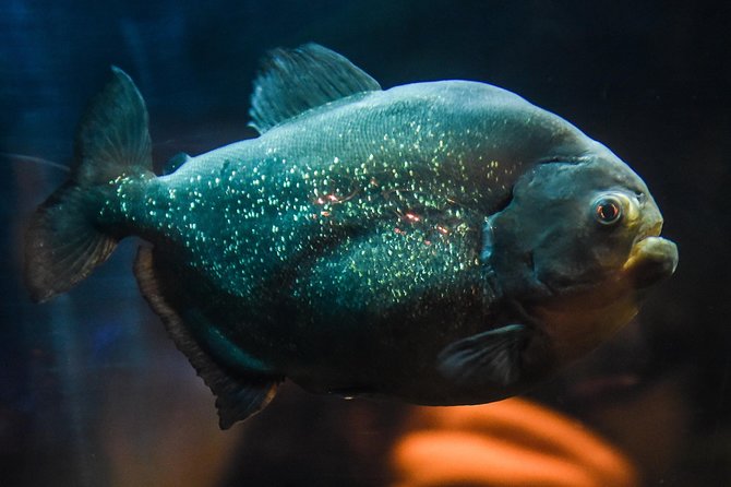 SEA LIFE Brighton Admission Ticket - From Brighton’s Victorian Arcade to a Tropical Rainforest Walk