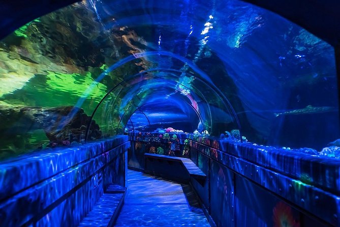 SEA LIFE Brighton Admission Ticket - Claws, Crabs, and the Scale of the Japanese Spider Crab