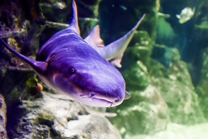 SEA LIFE Brighton Admission Ticket - Price, value, and what is extra