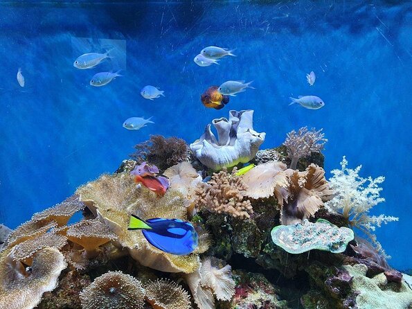 SEA LIFE Great Yarmouth General Admission - Key points for your visit