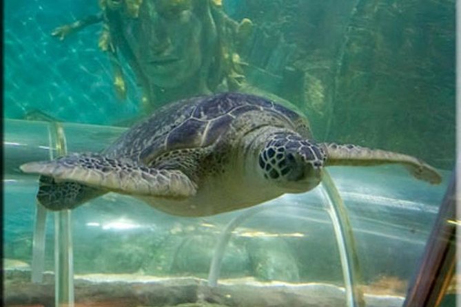 SEA LIFE Great Yarmouth General Admission - Humboldt penguins and the crocodile enclosure: why the animal mix matters