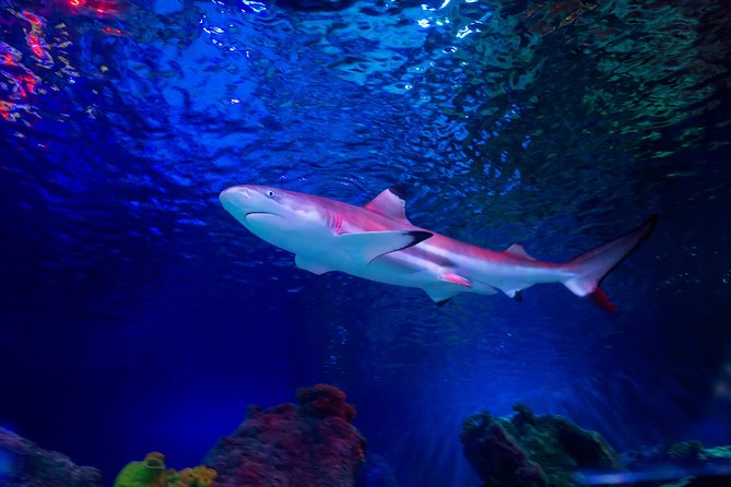 SEA LIFE Loch Lomond General Admission Ticket - What General Admission Really Means Here