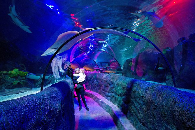 SEA LIFE Loch Lomond General Admission Ticket - Ocean Tank and the Big Shark Moment at 13.30