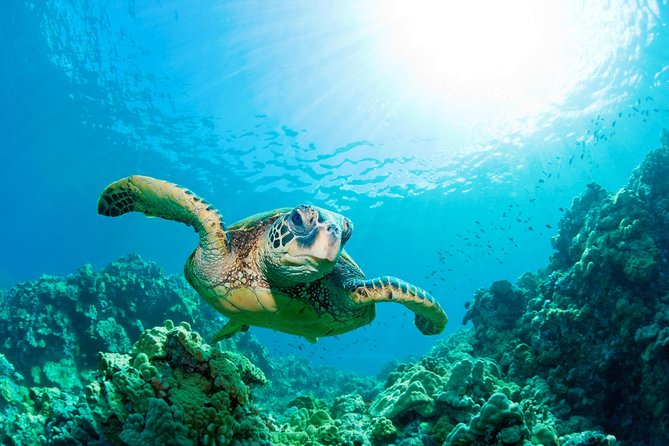 SEA LIFE Loch Lomond General Admission Ticket - Price and Value: Is $19.22 a Good Deal?