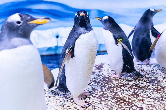 SEA LIFE London Aquarium Admission Ticket - Rainforest Adventure and the 360 view of Amazon style creatures