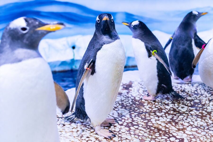SEA LIFE London & DreamWorks Shrek's Adventure: Combo Ticket - Two attractions, one plan that fits real family time