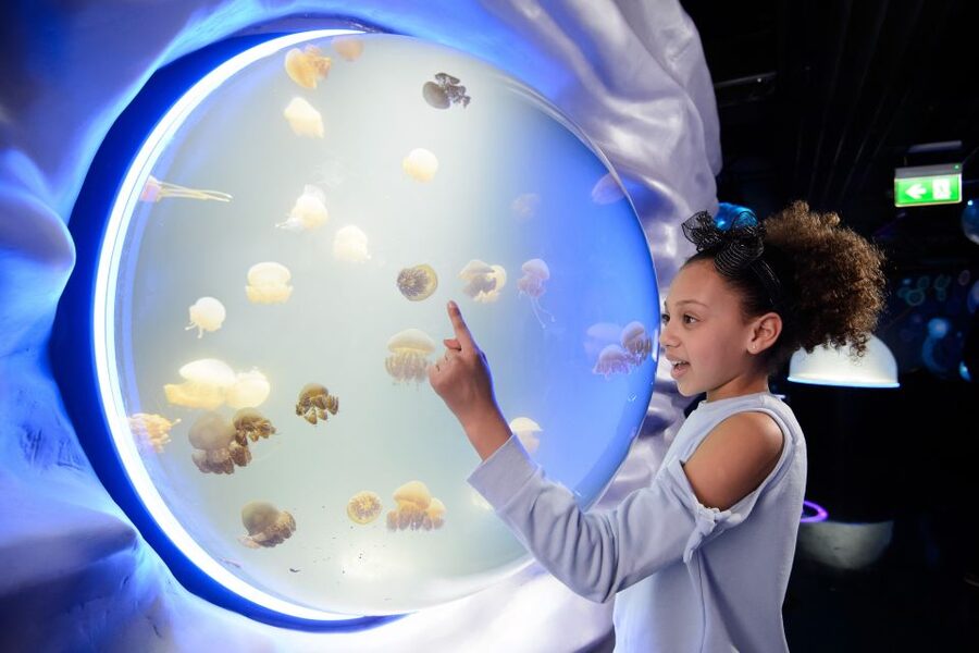 SEA LIFE London & DreamWorks Shrek's Adventure: Combo Ticket - Learning without turning it into a lecture
