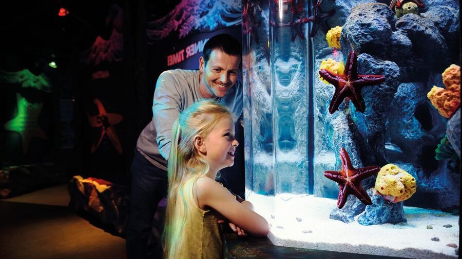 SEA LIFE London & DreamWorks Shrek's Adventure: Combo Ticket - Live actors, hands-on effects, and the Donkey factor