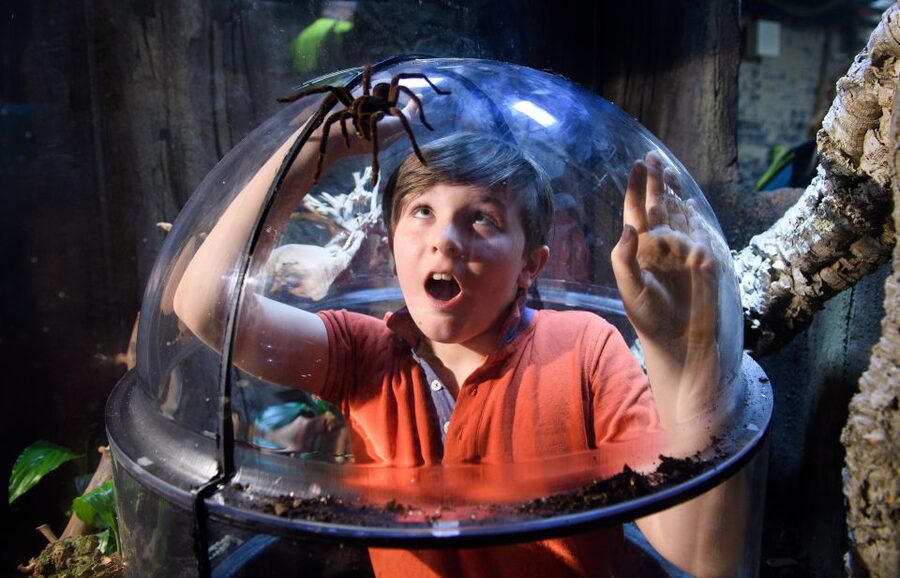 SEA LIFE London & DreamWorks Shrek's Adventure: Combo Ticket - How to schedule SEA LIFE and Shrek for maximum energy