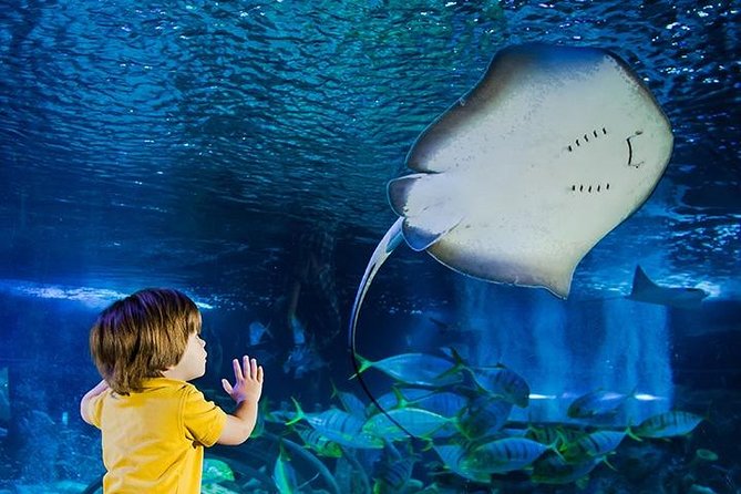 SEA LIFE Manchester Admission Ticket - Key things I’d plan for at SEA LIFE Manchester