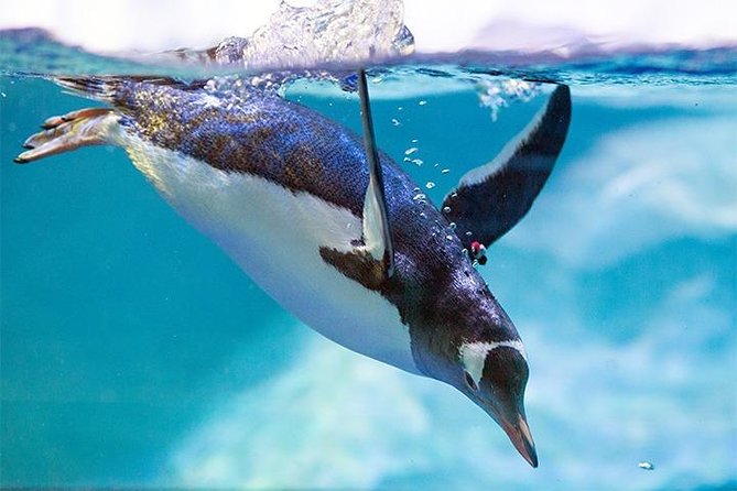 SEA LIFE Manchester Admission Ticket - Turtle Beach 3D: the sea turtle life cycle, explained without a lecture