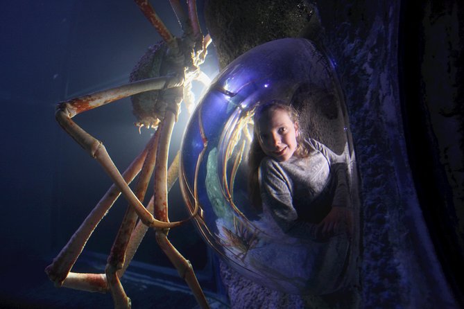 SEA LIFE Manchester Admission Ticket - Stingray Bay: calm rays, clear feedback, and named animals