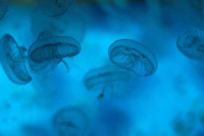 SEA LIFE Weymouth Admission Ticket - Timing and pacing: making the visit work for families