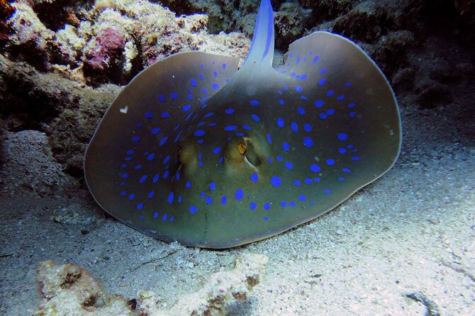 SEA LIFE Weymouth Admission Ticket - Mobile ticket and getting there without stress