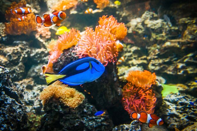 SEA LIFE Weymouth Admission Ticket - Price and value: what you really get for $19.34