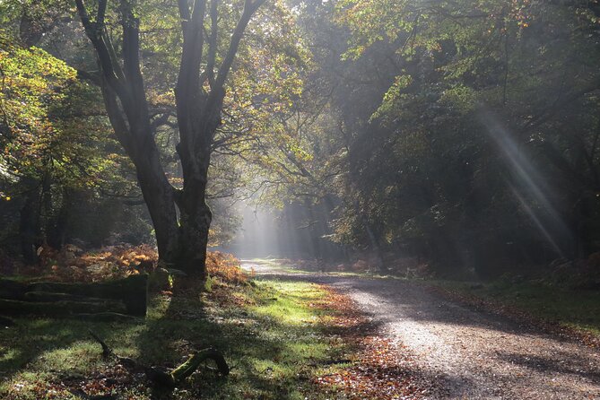 Small-group New Forest Discovery Walk from Lyndhurst - Key highlights that make this walk worth your time