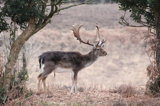 Small-group New Forest Discovery Walk from Lyndhurst - Pondhead Inclosure and working coppice, a living woodland practice