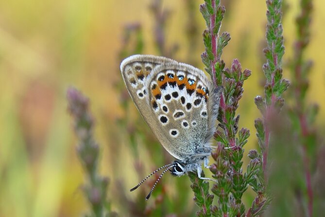 Small-group New Forest Discovery Walk from Lyndhurst - New Forest history on the trail, Parc Pale to wartime remnants