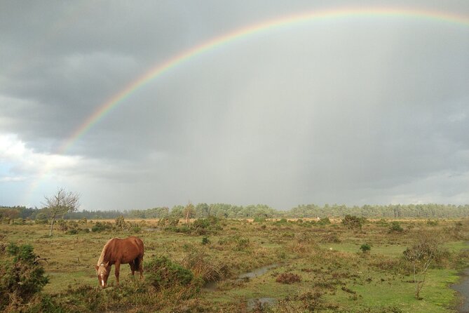 Small-group New Forest Discovery Walk from Lyndhurst - Denny Inclosure, ancient woodland under the canopy