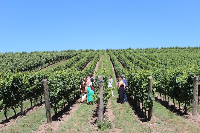 Sussex Vineyard & Winery Bus Tour on Iconic Vintage London Bus - Price and Value: What $201.20 Really Buys