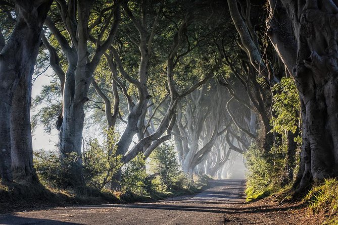 Titanic Experience and Giant's Causeway tour from Belfast - The Dark Hedges: A 20-Minute Film-Set Tunnel