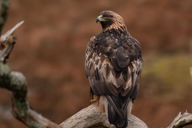 Wildlife Watching Safari by Vehicle & Walks / Photography workshops with a Guide - What makes this Skye wildlife and photography safari different