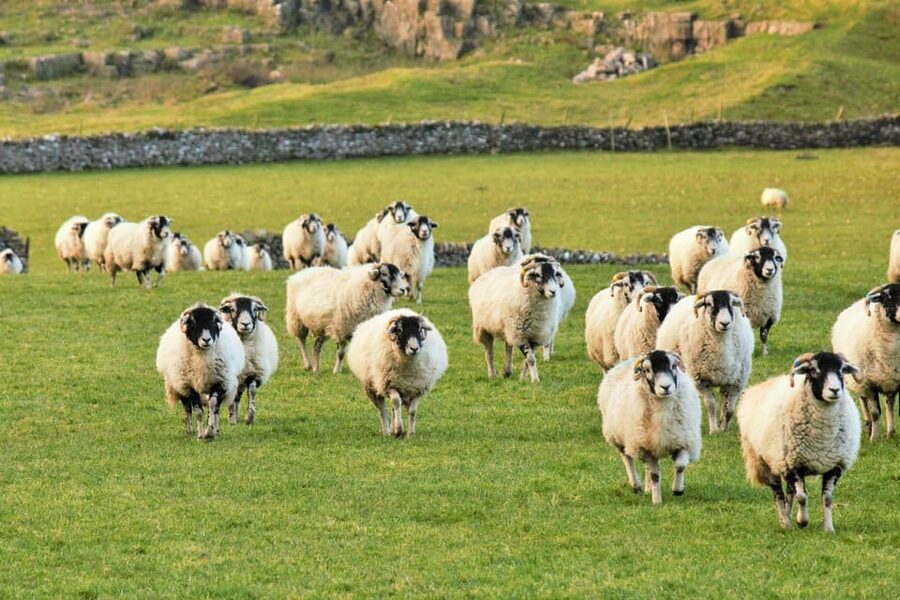 York: "All Creatures Great and Small" Yorkshire Dales Tour - Wensleydale and Swaledale: the old-series scenery roads
