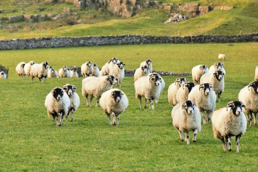 York: "All Creatures Great and Small" Yorkshire Dales Tour - Bolton Castle: entry included, history included, and a Herriot connection