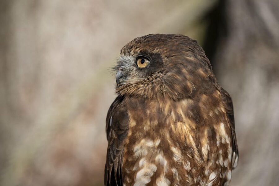 York: York Bird of Prey Centre Entry Ticket - Key things worth knowing before you go