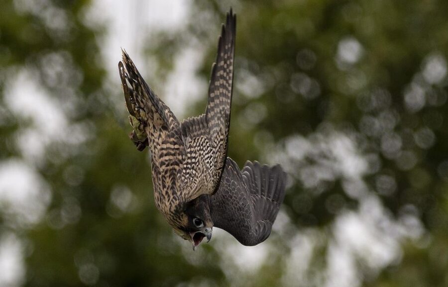 York: York Bird of Prey Centre Entry Ticket - The 11.30 AM and 1.30 PM flying shows, and why weather matters