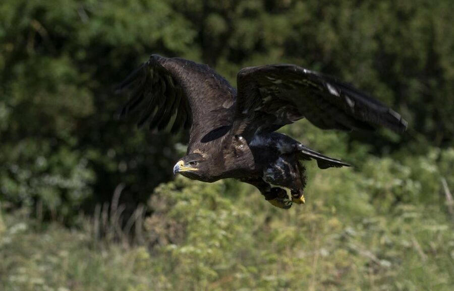 York: York Bird of Prey Centre Entry Ticket - Price and value, is $14.82 per person worth it?