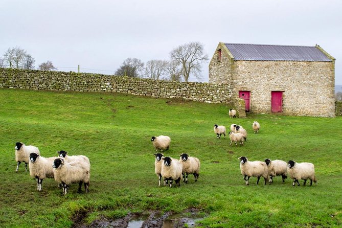 Yorkshire Dales Tour from York - Aysgarth Falls: a quick hit of famous waterfalls