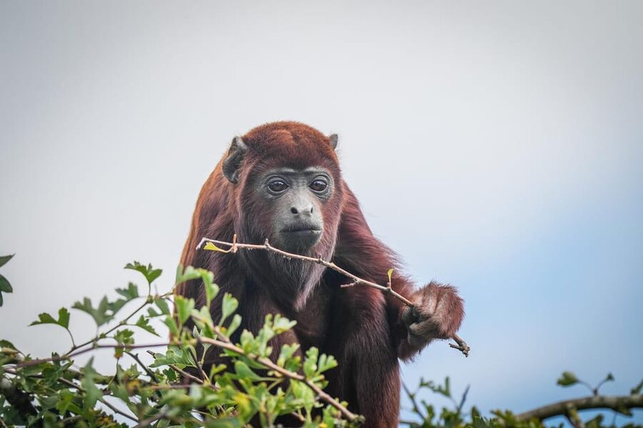 Yorkshire Wildlife Park: Entry Ticket - Key highlights to know before you go