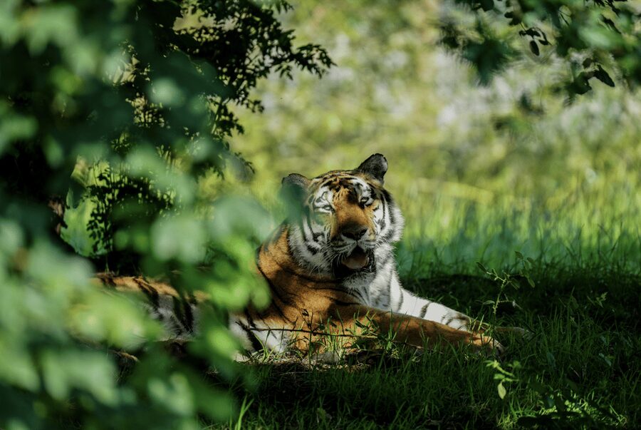 Yorkshire Wildlife Park: Entry Ticket - Who should book Yorkshire Wildlife Park