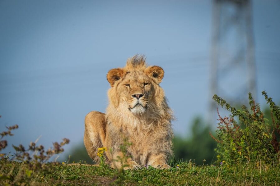Yorkshire Wildlife Park: Entry Ticket - Yorkshire Wildlife Park in one day: why it works