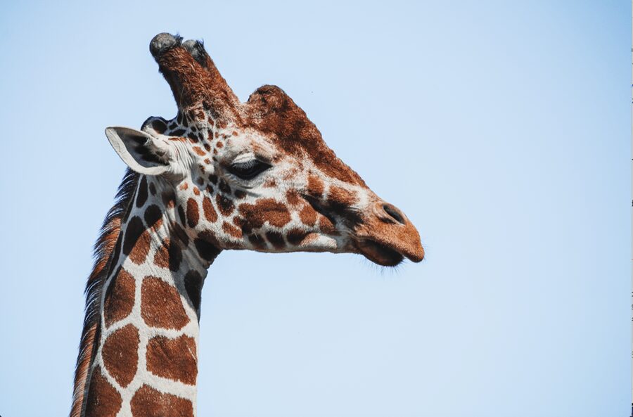 Yorkshire Wildlife Park: Entry Ticket - The animal regions you will plan around