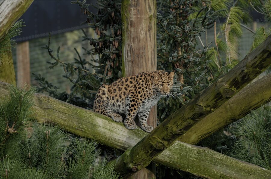 Yorkshire Wildlife Park: Entry Ticket - The Yorkshire Hive and play breaks for kids
