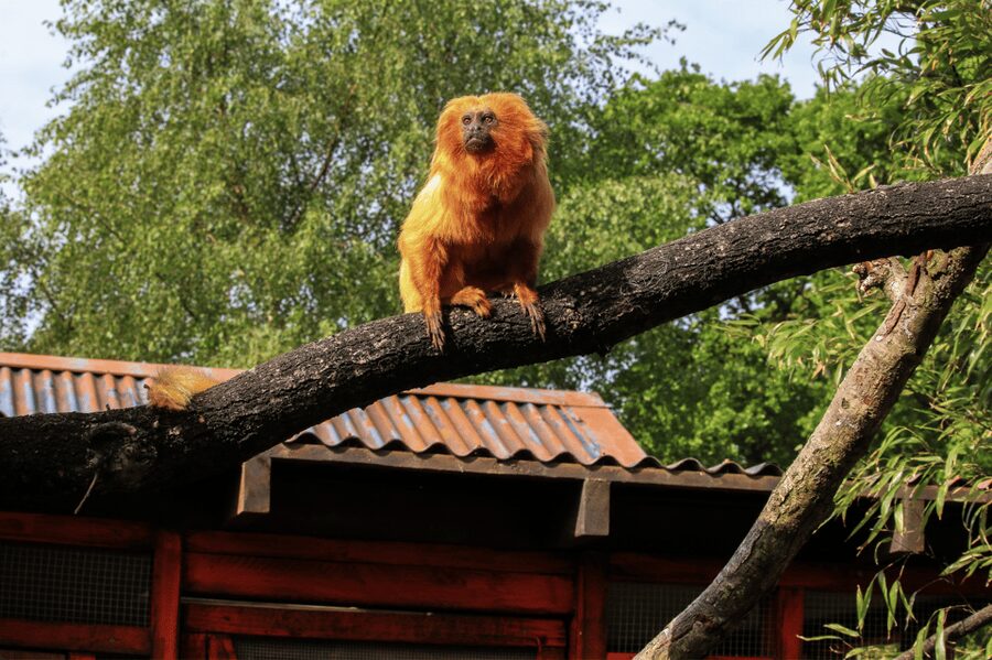 Yorkshire Wildlife Park: Entry Ticket - Food and drink: where queues can happen