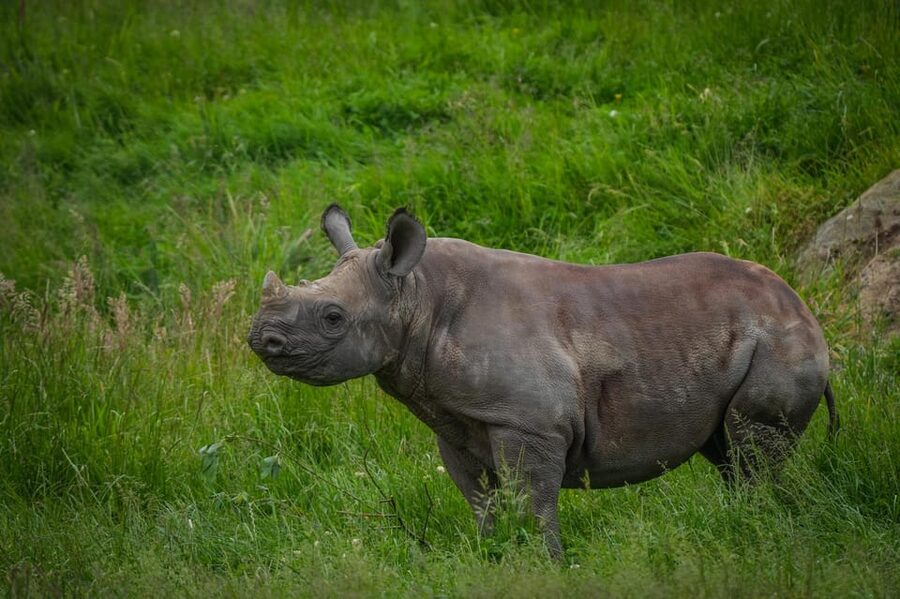 Yorkshire Wildlife Park: Entry Ticket - Facilities that make a full day easier