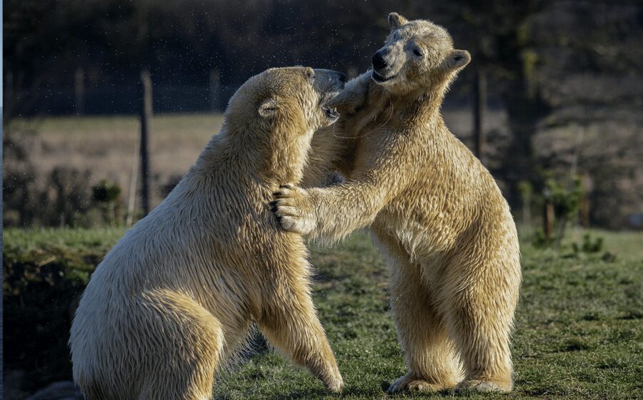 Yorkshire Wildlife Park: Entry Ticket - How to plan your route for maximum animal time